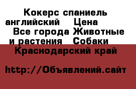 Кокерс спаниель английский  › Цена ­ 4 500 - Все города Животные и растения » Собаки   . Краснодарский край